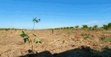 ขายที่ดินเปล่า 23-0-11 ไร่ จังหวัดนครศรีธรรมราช อำเภอร่อนพิบูลย์ เหมาะสำหรับทำการเกษตร